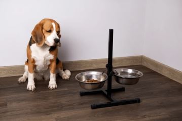 Pet Blog